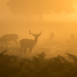 Elk Wildlife destination