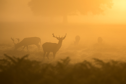 Elk Wildlife destination